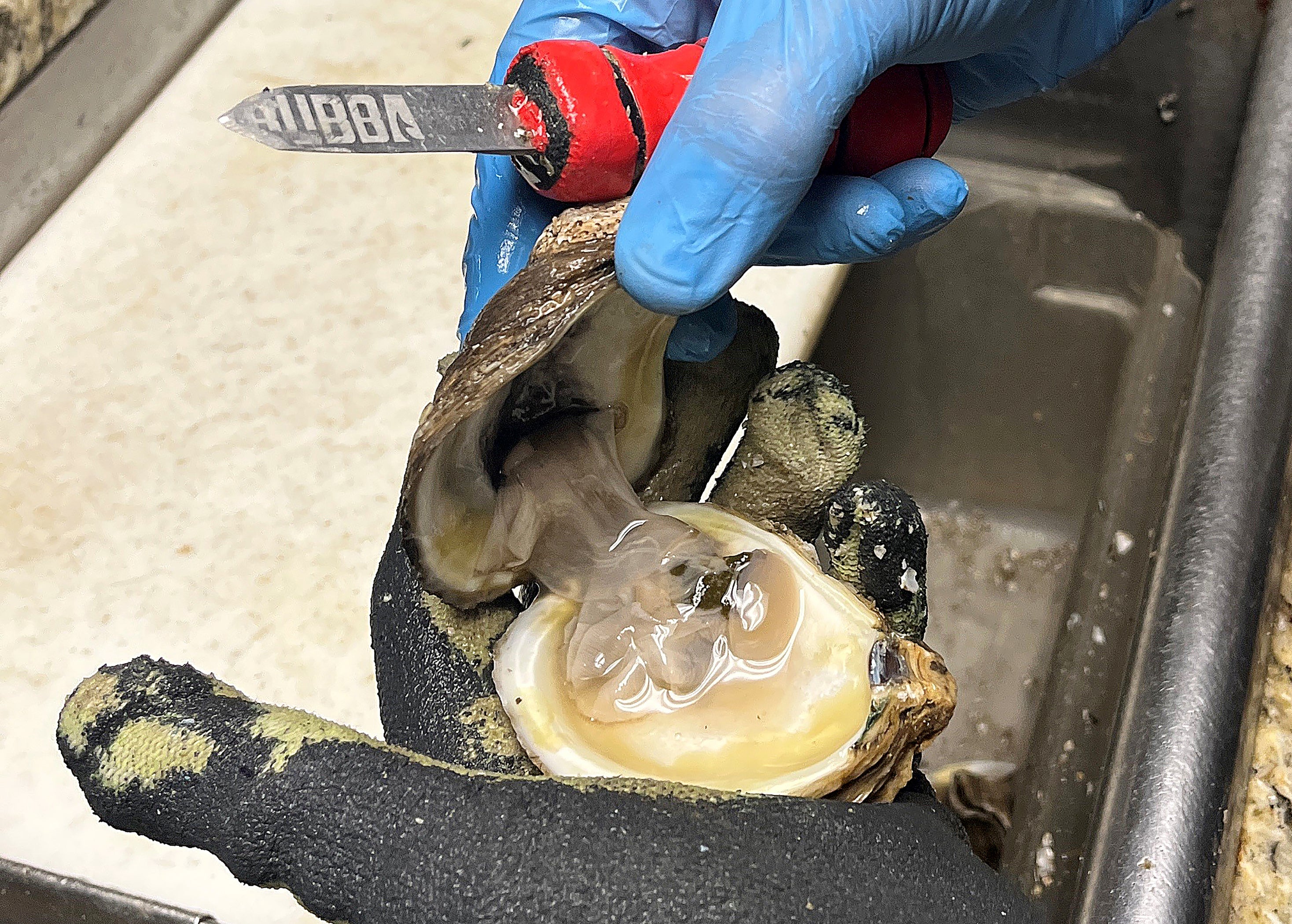 Alabama's Oyster Harvest Off to Great Start Outdoor Alabama